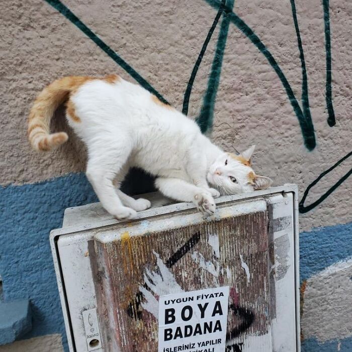 Meet Istanbul's Coolest Street Cats Just Chilling and Living Their Best Lives