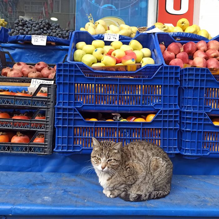 Meet Istanbul's Coolest Street Cats Just Chilling and Living Their Best Lives
