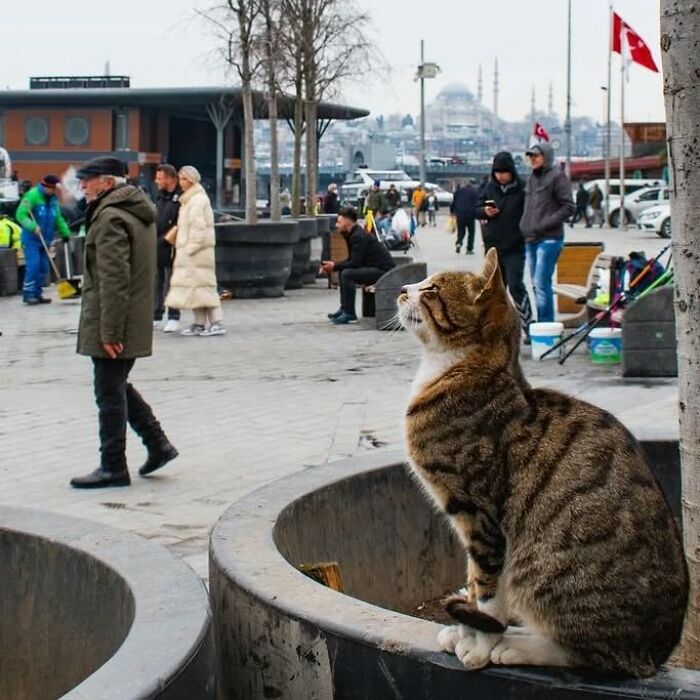 Meet Istanbul's Coolest Street Cats Just Chilling and Living Their Best Lives