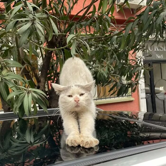 Meet Istanbul's Coolest Street Cats Just Chilling and Living Their Best Lives