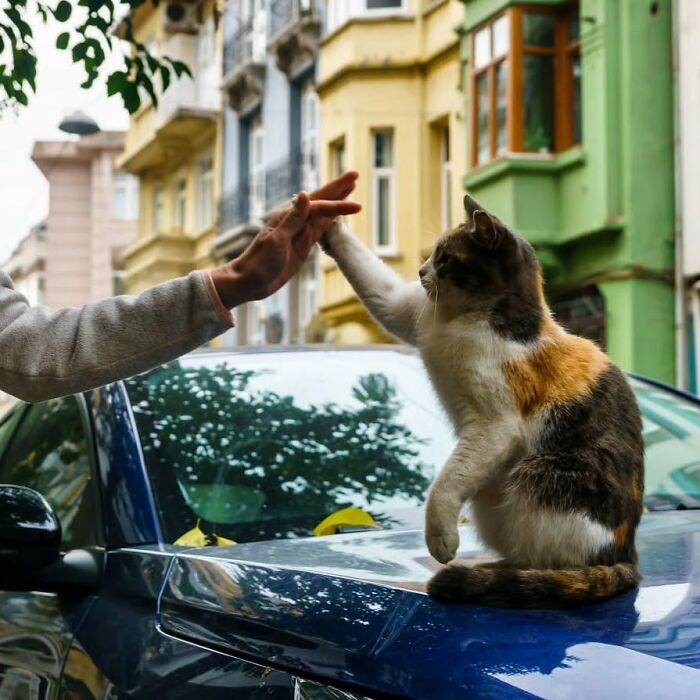 Meet Istanbul's Coolest Street Cats Just Chilling and Living Their Best Lives
