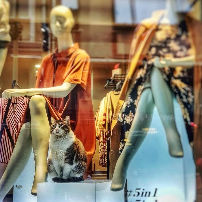 Meet Istanbul's Coolest Street Cats Just Chilling and Living Their Best Lives