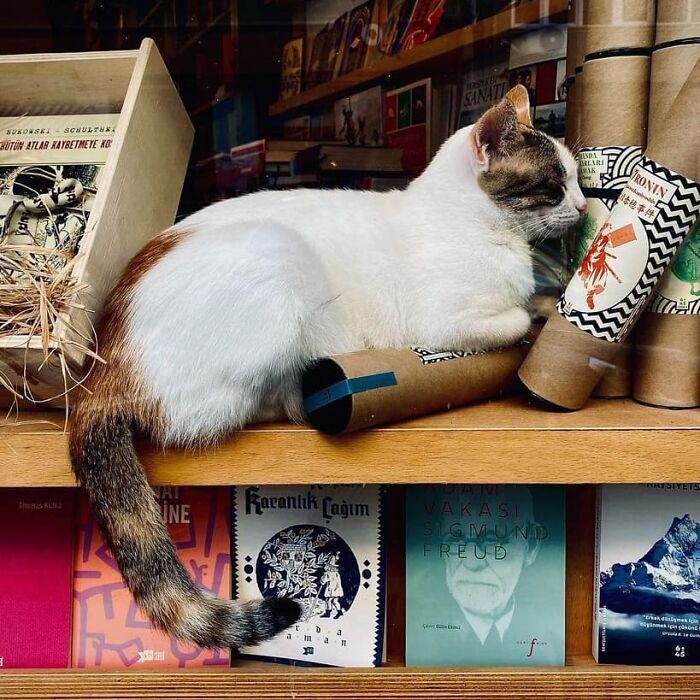 Meet Istanbul's Coolest Street Cats Just Chilling and Living Their Best Lives