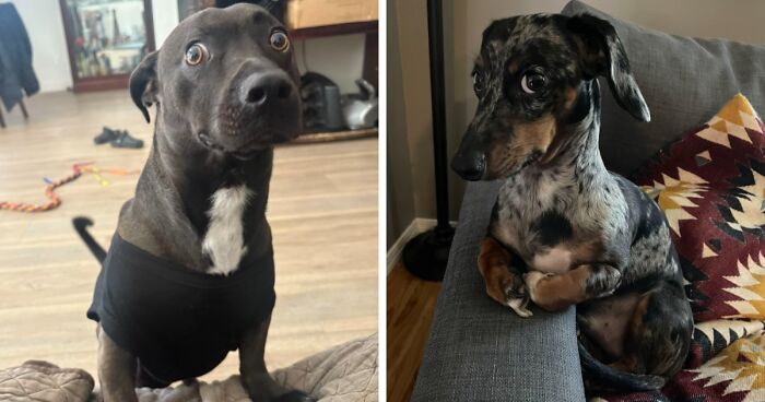 Wait, People Actually Shared Their Most Hilariously Awkward Pet Pics?!