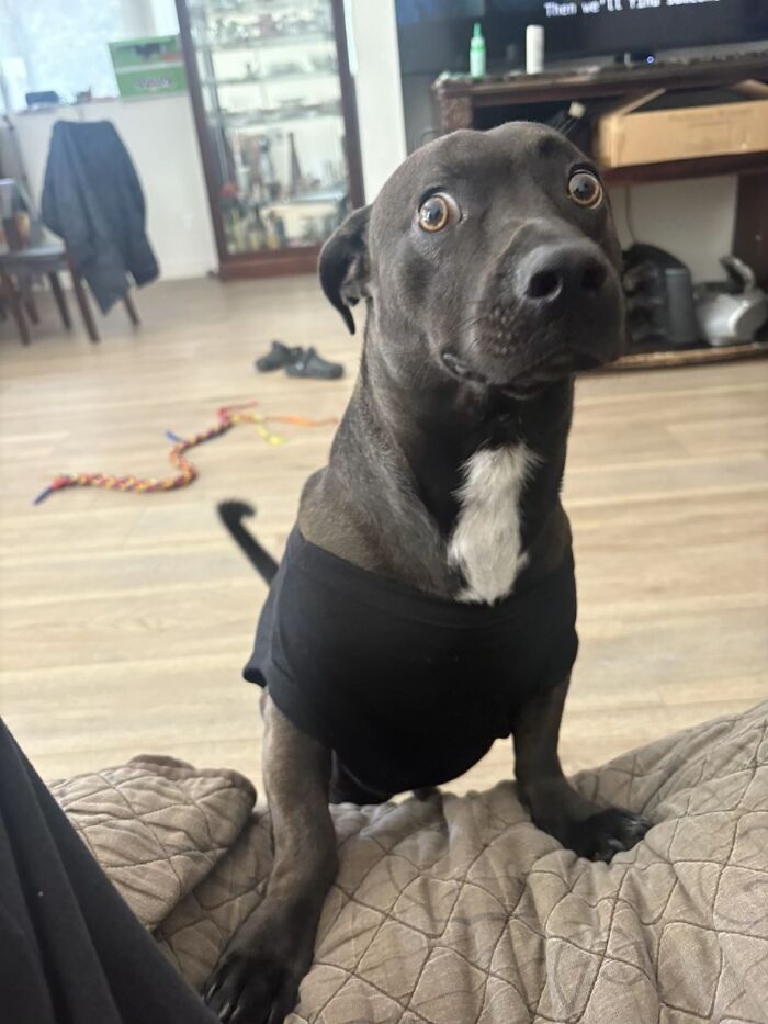 Wait, People Actually Shared Their Most Hilariously Awkward Pet Pics?!