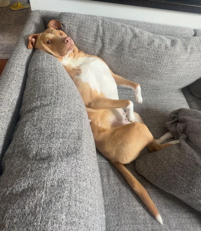 Wait, People Actually Shared Their Most Hilariously Awkward Pet Pics?!