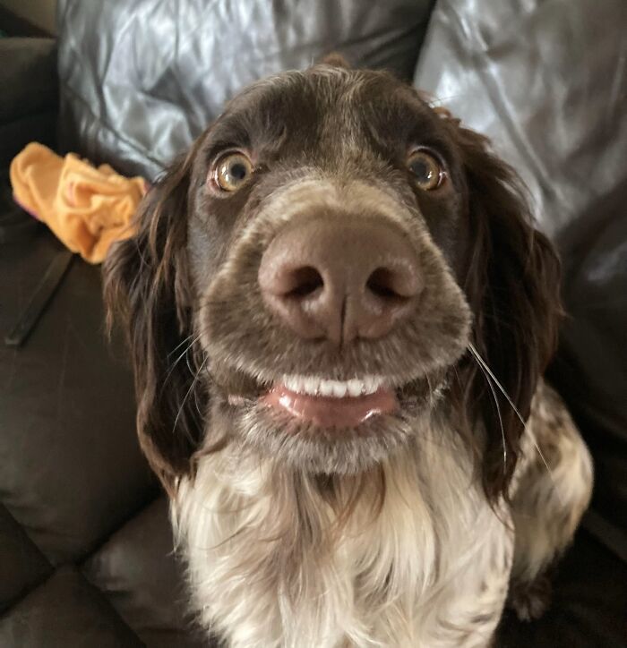 Wait, People Actually Shared Their Most Hilariously Awkward Pet Pics?!