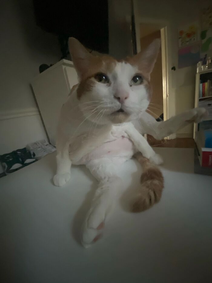 Wait, People Actually Shared Their Most Hilariously Awkward Pet Pics?!