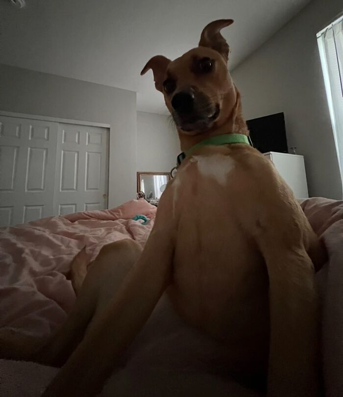 Wait, People Actually Shared Their Most Hilariously Awkward Pet Pics?!