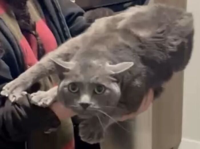 Wait, People Actually Shared Their Most Hilariously Awkward Pet Pics?!