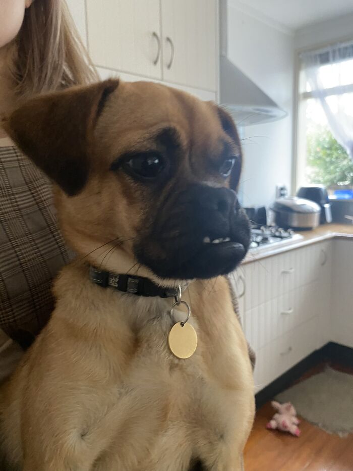 Wait, People Actually Shared Their Most Hilariously Awkward Pet Pics?!