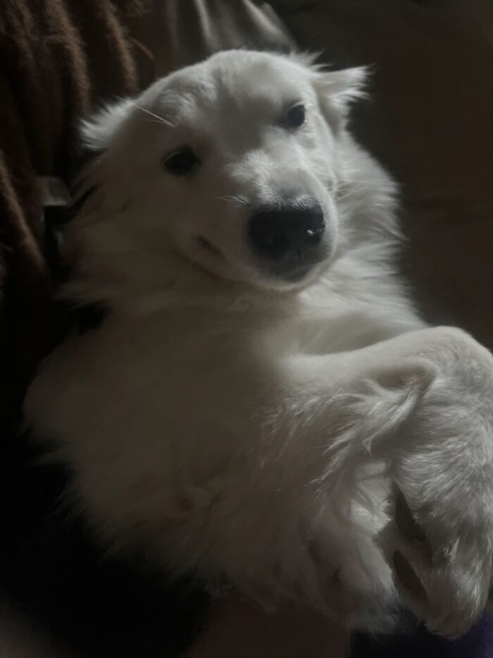 Wait, People Actually Shared Their Most Hilariously Awkward Pet Pics?!