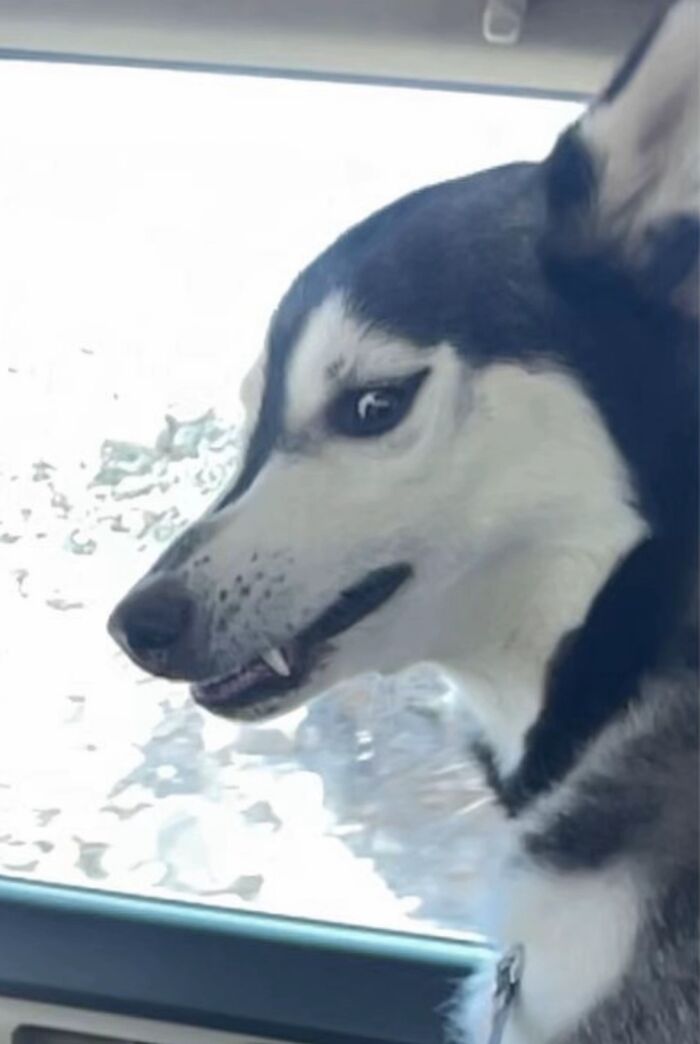 Wait, People Actually Shared Their Most Hilariously Awkward Pet Pics?!