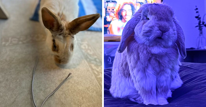 When Bunnies Go Rogue: 50 Hilarious Times These Fluffy Fiends Tore Through Life