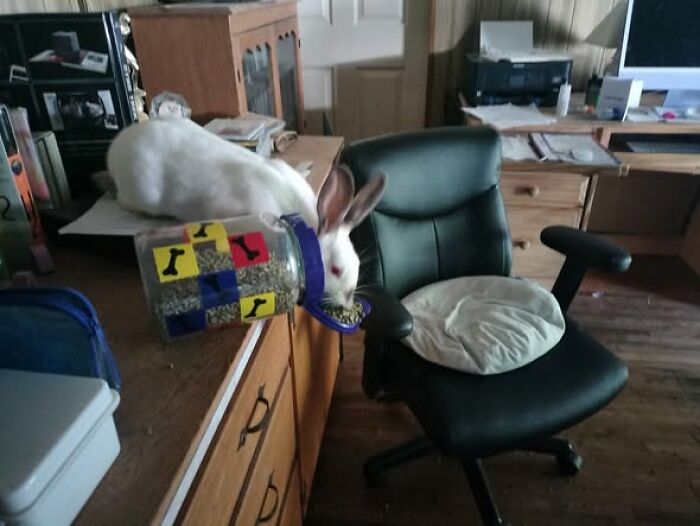 Moved Chair? Gave Bunny Free Access to the Pellet Jar