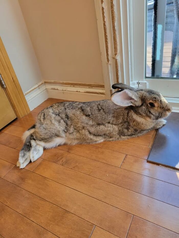 When Bunnies Go Rogue: 50 Hilarious Times These Fluffy Fiends Tore Through Life