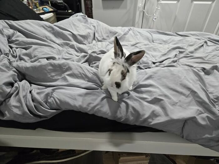 Thumper’s 3:30am Bedtime Zoomies On Top of Me