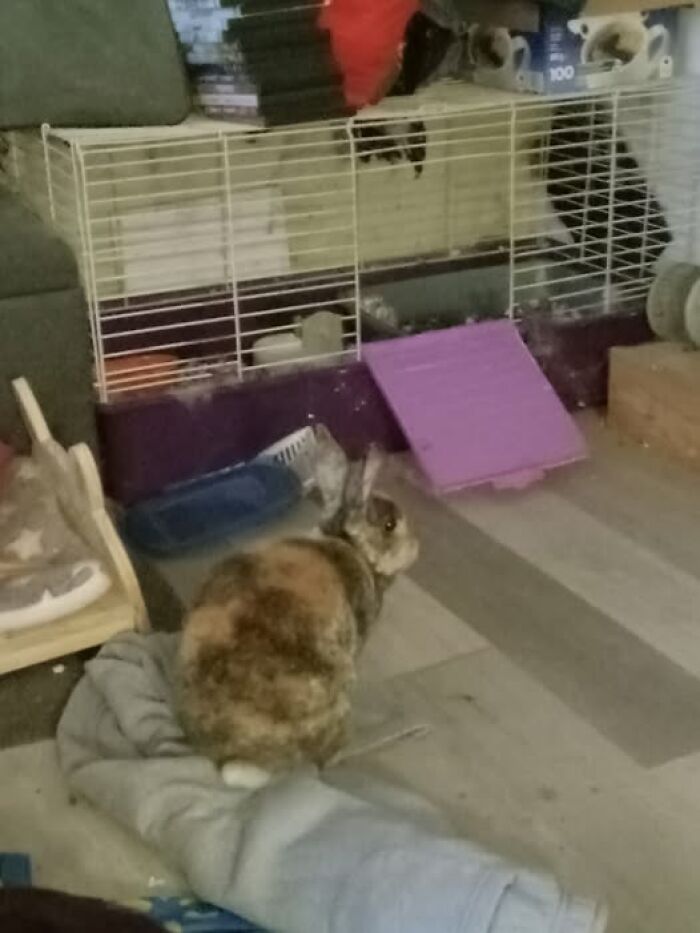 The Fart That Woke the Bunny Up and Made Him Mad