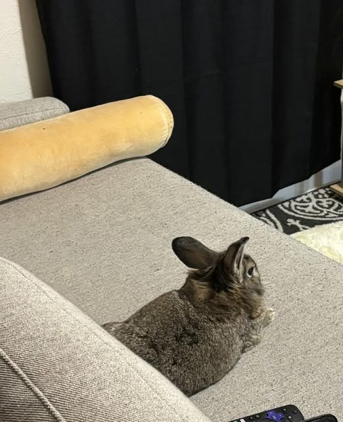 Couch Chill Master: Only Sits When Everyone's Asleep