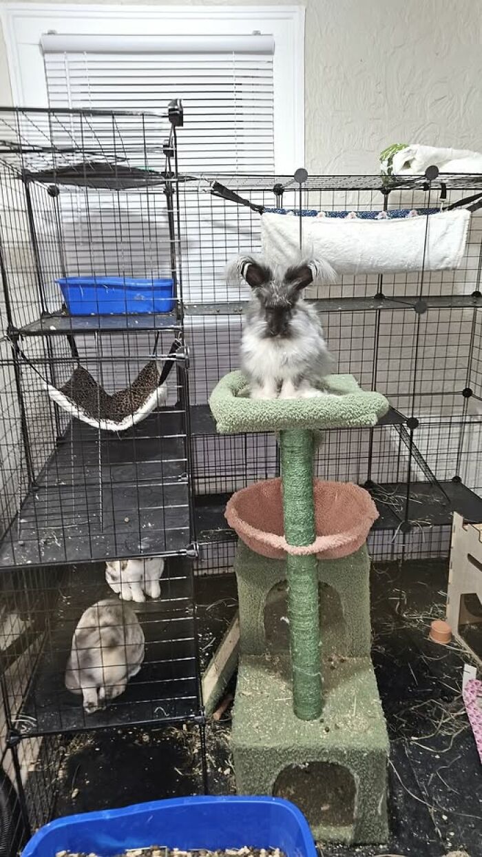 Luna’s Plotting My Downfall, So No Peace at Night