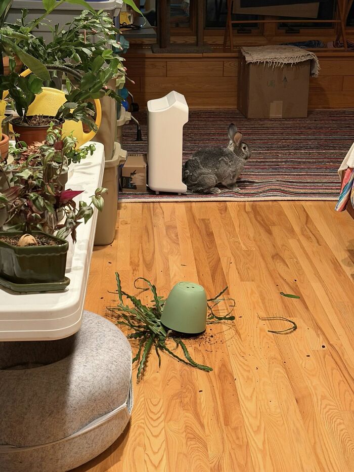 Loud Crash Leads to Upside-Down Epiphyllum and Innocent-Looking Bunny