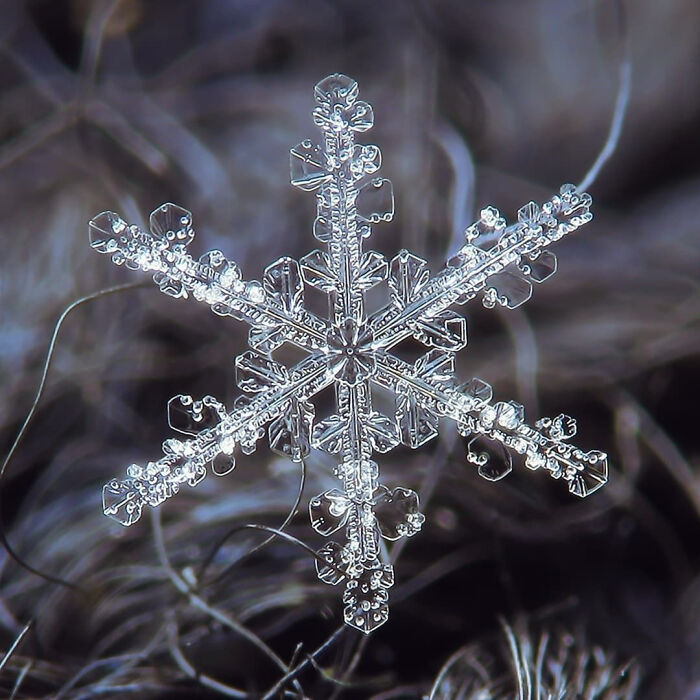 Montana’s Massive Snowflake: Bigger Than a Milk Pan!