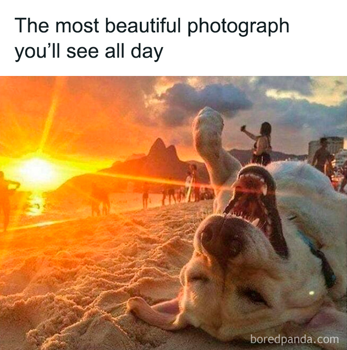 Wait, These Dog Memes Are Actually This Hilarious?!