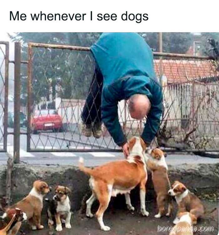 Wait, These Dog Memes Are Actually This Hilarious?!