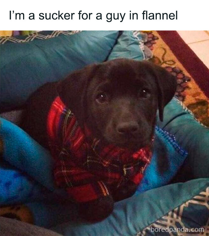 Wait, These Dog Memes Are Actually This Hilarious?!