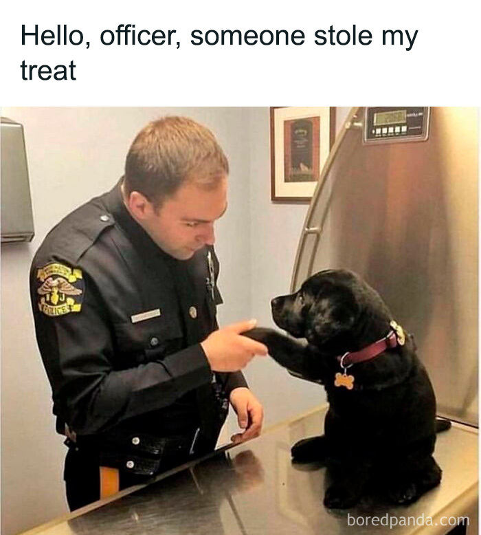 Wait, These Dog Memes Are Actually This Hilarious?!