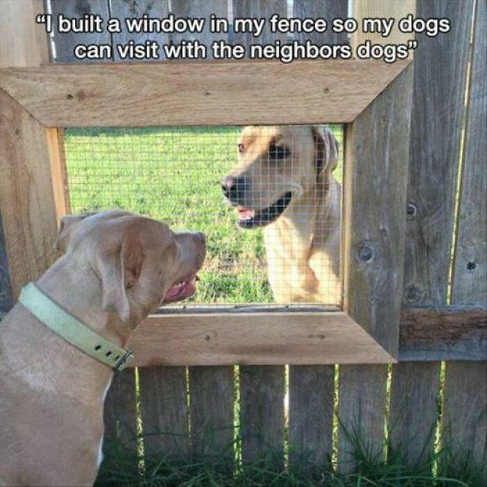 Wait, These Dog Memes Are Actually This Hilarious?!