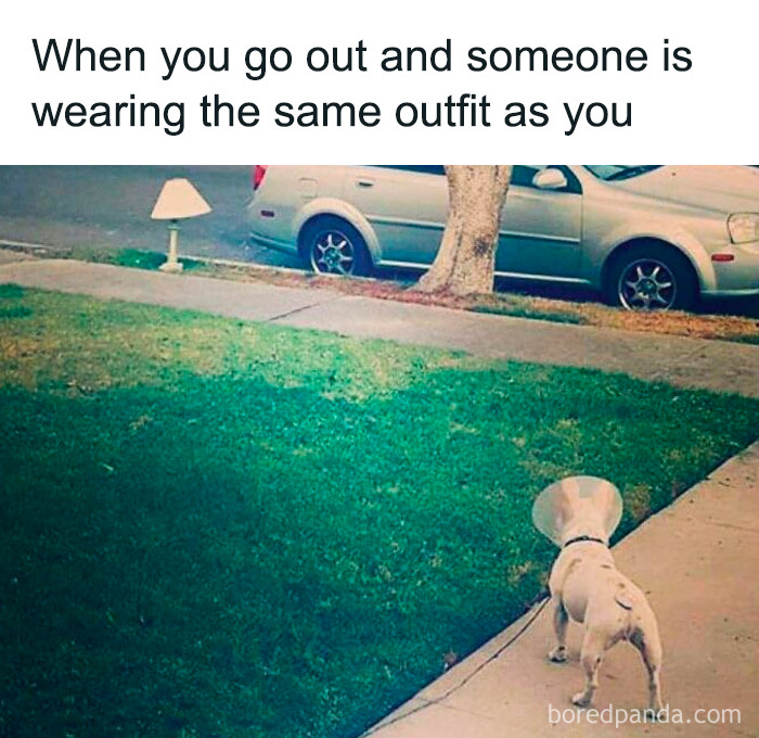 Wait, These Dog Memes Are Actually This Hilarious?!