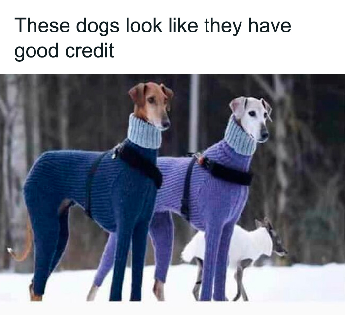 Wait, These Dog Memes Are Actually This Hilarious?!