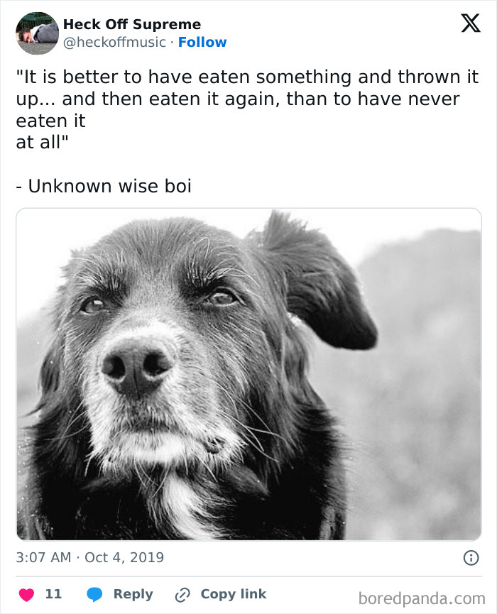 Wait, These Dog Memes Are Actually This Hilarious?!