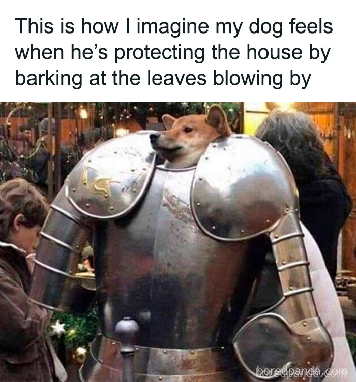 Wait, These Dog Memes Are Actually This Hilarious?!