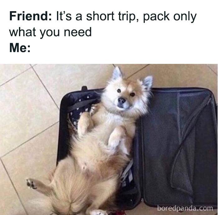 Wait, These Dog Memes Are Actually This Hilarious?!