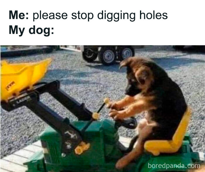 Wait, These Dog Memes Are Actually This Hilarious?!