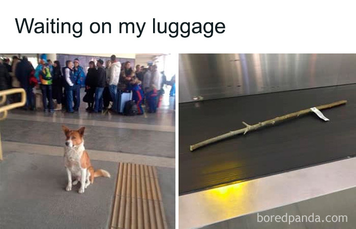 Wait, These Dog Memes Are Actually This Hilarious?!