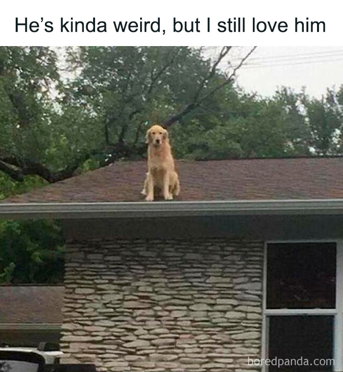 Wait, These Dog Memes Are Actually This Hilarious?!