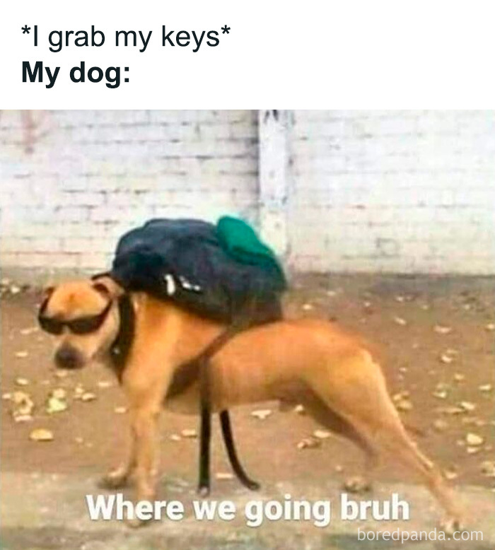 Wait, These Dog Memes Are Actually This Hilarious?!