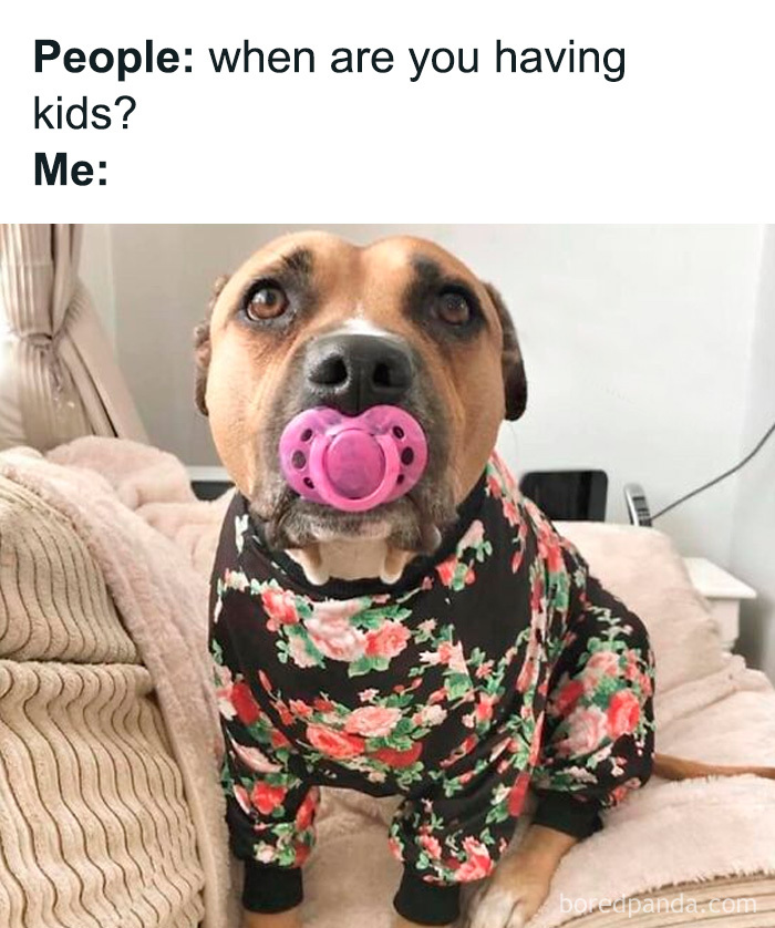 Wait, These Dog Memes Are Actually This Hilarious?!