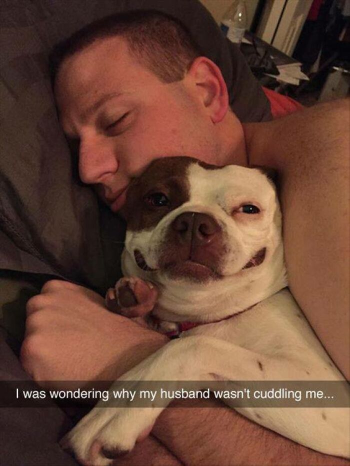 Wait, These Dog Memes Are Actually This Hilarious?!