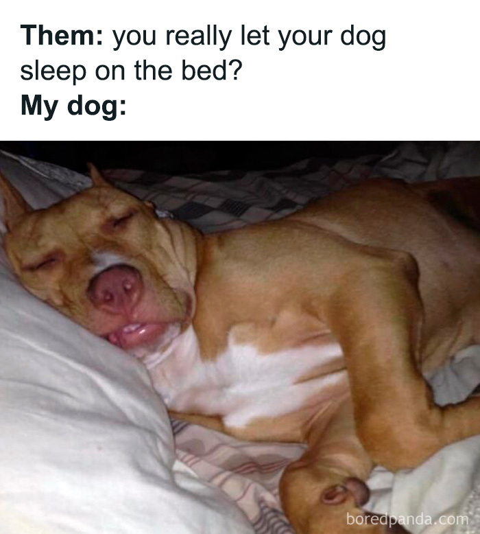 Wait, These Dog Memes Are Actually This Hilarious?!
