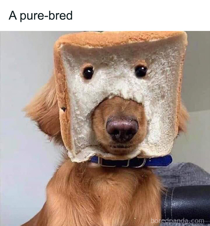 Wait, These Dog Memes Are Actually This Hilarious?!