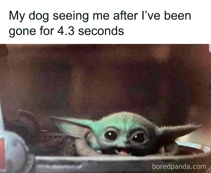 Wait, These Dog Memes Are Actually This Hilarious?!