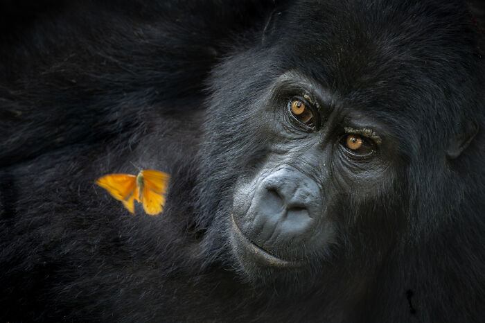 Animals Portraits | Winner: "Gorilla Meets Butterfly" By Mary Schrader, USA