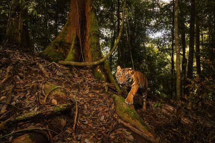 Mammals | Runner-Up: "Hide & Seek Inspired By The Tiger" By Vladimir Cech Jr., Czech Republic