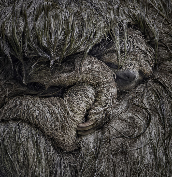 Mammals | Almost Won: "Snuggled Sloths" By Dvir Barkay, USA
