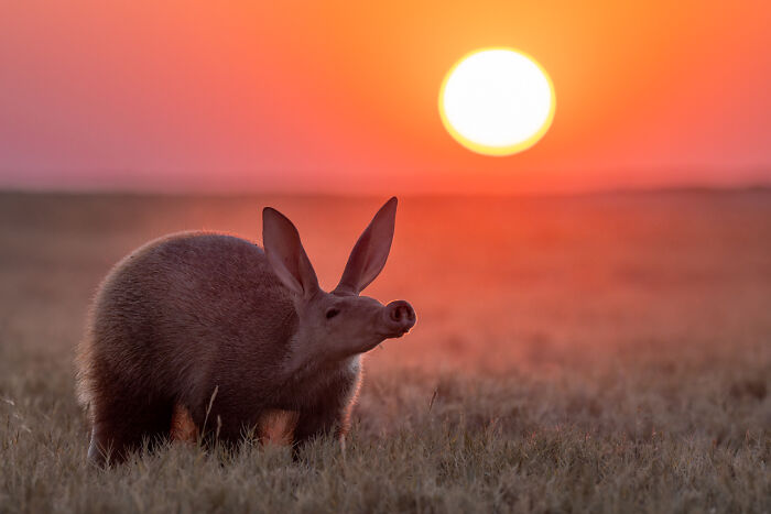 Animal Portraits | Almost Won: "Sunset Aardvark Surprise" By Laura Dyer, UK