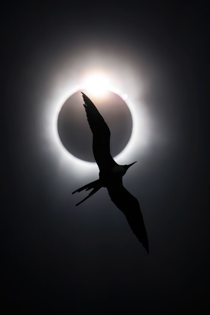 Birds | Almost Won: "Sunny Frigatebird Eclipse" By Liron Gertsman, Canada